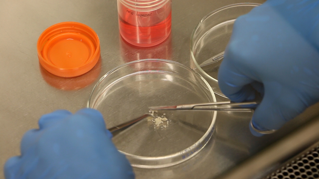 A person dissects something in a lab.